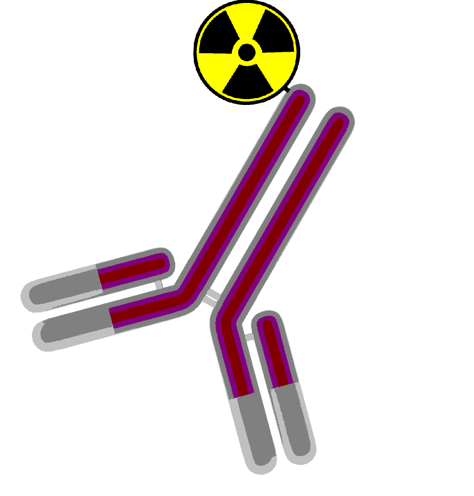 radiolabeled antibody